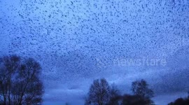 Wildlife videographer captures stunning footage of UK's largest starling murmuration