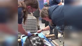 Fish feeling under-the-weather receives radiographs at Milwaukee Zoo