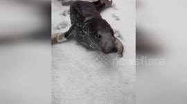 Lost seal found wandering through streets in Connecticut