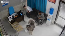 Husky attacks owner in vet's waiting room in India