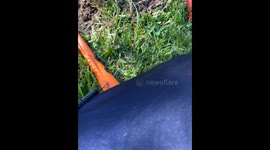 Man uncovers a 'Gold Ring' while metal detecting in the field