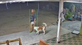 French bulldog pulls down owner's pants while asking to play