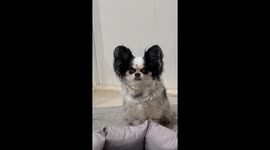 Grumpy pet dog looks like horror movie clown Pennywise