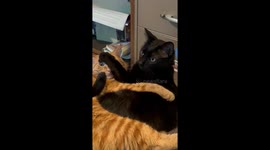 Cats Crave Opposite Kinds Of Cuddles