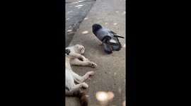 Pigeon Wakes Up Sleeping Cat