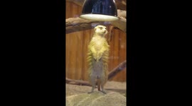 Adorable meerkat basks under lamp