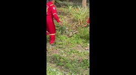 Rescue team catch huge king cobra in grass