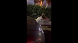 Stray cat entertains students by leading them on a trail