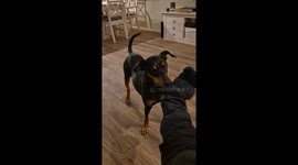 Dog Helps Owner to Get Undressed