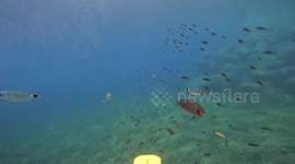 France: Fish Follow Divers in Surprising Display of Recognition