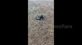 Owner Catches Cat Rolling In Manure