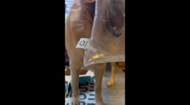 Golden Retriever Bites Into Balloon
