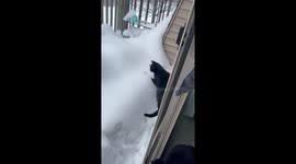 Snow Is Unstable Platform For Confused Cat