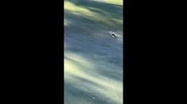 'Give it back!' Kookaburra flies off with golfer's ball