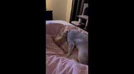 Cat Tries To Sleepy Action Started