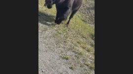 Bison Geting Close and Personal