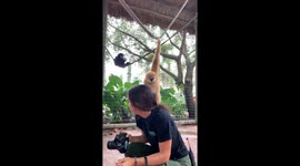 Cheeky monkey steals zookeeper's radio and runs off with it in hilarious fashion