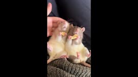 Sister Rats Enjoy Dried Apple Snack