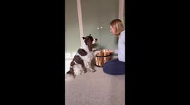 Bonnie and Simba Hide in a Bucket
