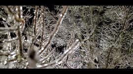 February 2025 - Ice storm hits North Carolina, USA and coats trees in a thick layer of ice!