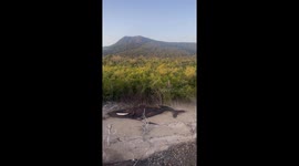 Not feeling very whale: Shocking discovery from the sky