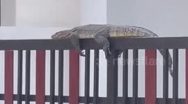Monitor lizard found chilling on house gate