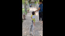 Goat bites onto toddlers skirt to stop her leaving