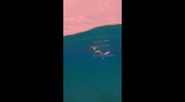 Freediver panics when stung by jellyfish on surface