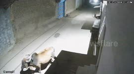 Lion pride chases buffalo through alley in India