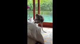 Monkey steals food from hotel room in Bali