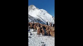Seasonal livestock migration underway in Xinjiang, China