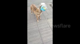 Kind passerby removes plastic jar stuck on stray dog's head in China