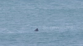 Stunning humpback whale breach captured off Cornish coast