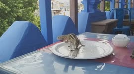 Squirrel steals leftover from tourist's plate in a rooftop bar