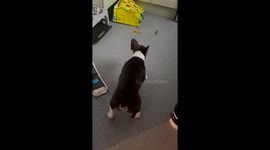 Popped balloon makes dog bark hysterically after the birthday party