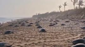 Olive Ridley turtles flock to shores for seasonal egg-laying