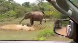 Mother elephant defends her calf by fending off a crocodile