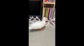 Pet duck squeaks in excitement when owner arrives home