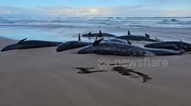 Australia: Dozens of dolphins die after stranded on remote Australian beach