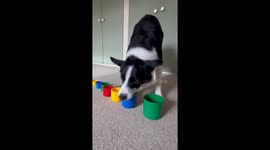 Border Collie Plays With Stacking Cups