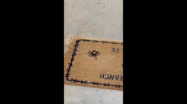 Man Befriends Wild Tarantula