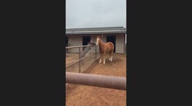 Donkey Climbs Up Fence To Hang Out With Horse