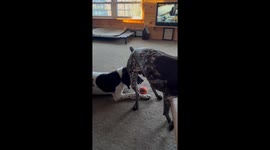 Dog Butts In To Steal Toy