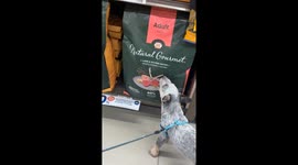 Impatient Dog Chews On Food Bag