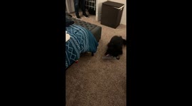 Dog Runs Circles Beneath Bed