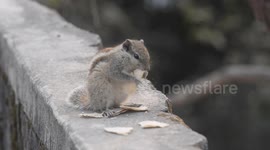 A Squirrel Eats Chapattis in Siliguri, India
