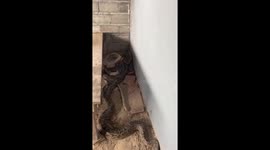 Rescue team catch five huge pythons hiding in pensioner’s home
