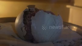 Critically endangered Philippine Eagle chick breaks out of egg in 'groundbreaking' unassisted hatching