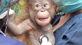 Adorable 2-month-old endangered orangutan on show at Indonesian zoo
