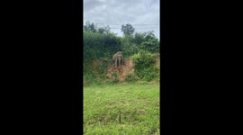 Elephant negotiates skippy slope with a smooth slide